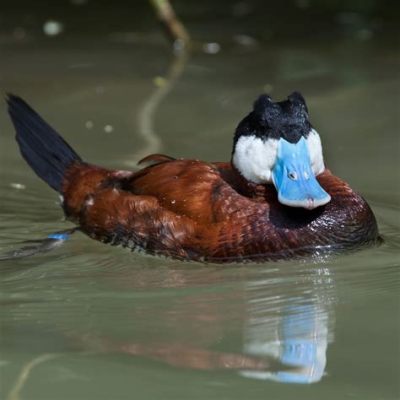  “Ruddy Duck” - Kertomus Amerikan pohjoisossista ja nuorten miesten hulluista yrityksistä!